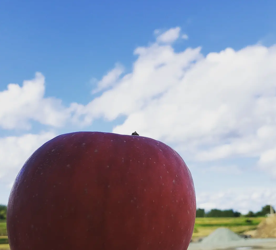 【産直】🍎りんごちゃん🍎