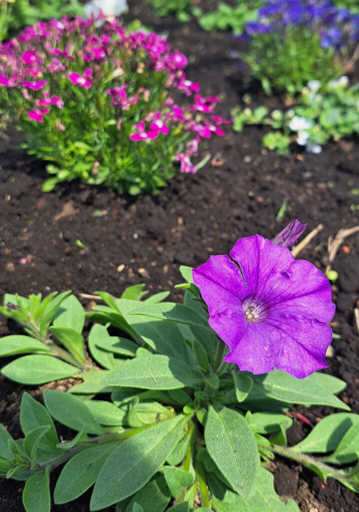 はじめの花壇🌼